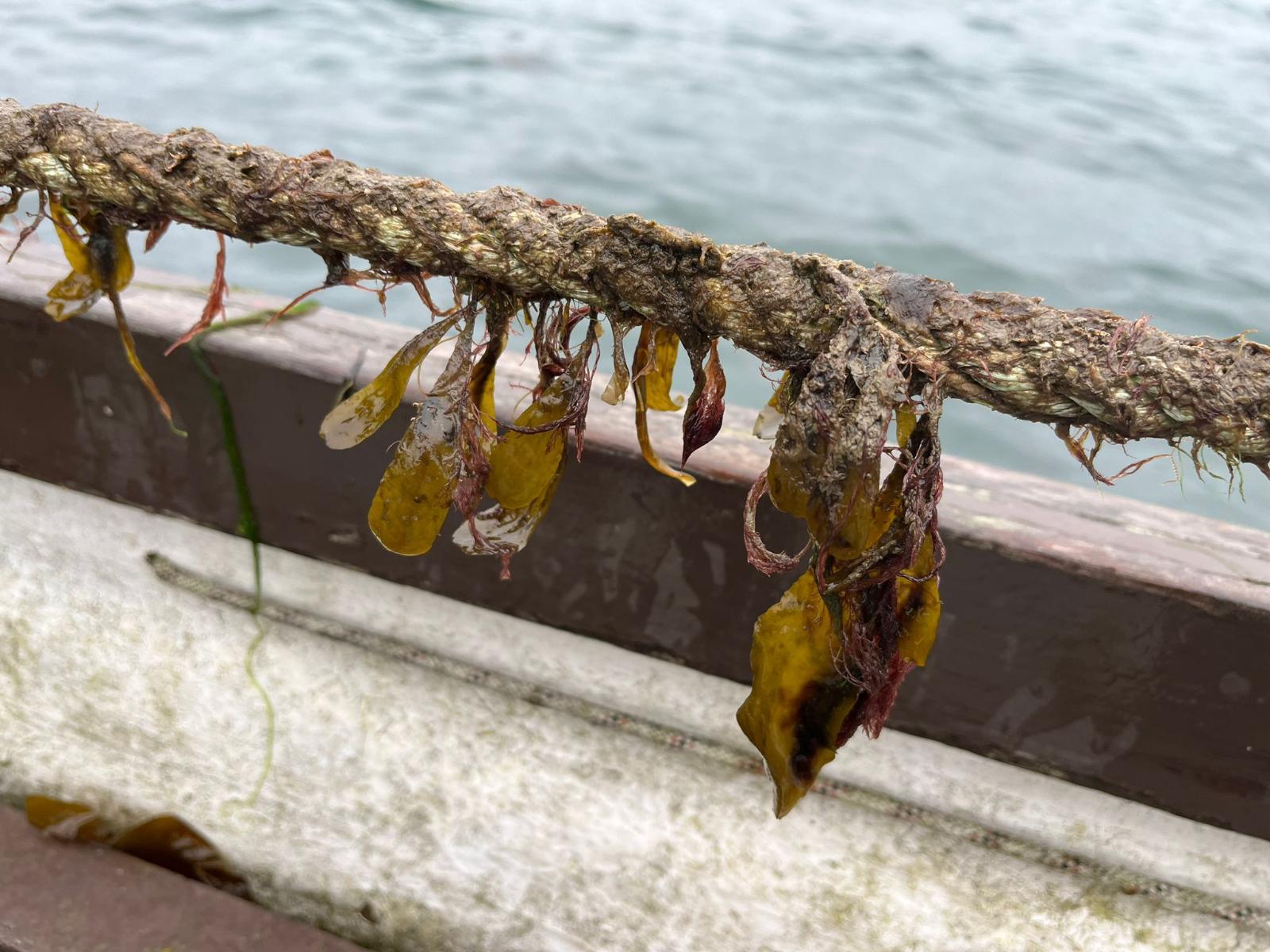 seaweed growing on longline